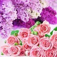 NG Rose and Violet