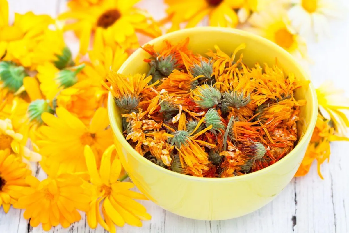Dried Calendula Petals - Image 3