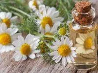 Roman Chamomile Essential Oil