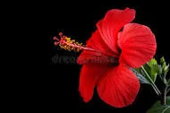 Hibiscus Petals