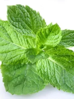Peppermint Hydrosol