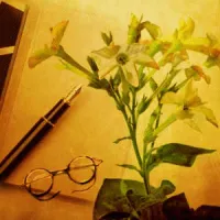 Tobacco and Bay-leaf Fragrance