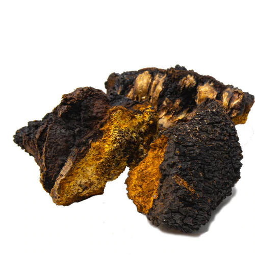 Chaga Mushroom Extract Powder - Image 2