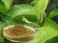 Guava Leaf Extract Powder