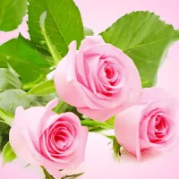 Fresh cut rose Fragrance