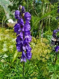 Monkshood Flower - Image 2