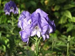 Monkshood Flower - Image 3