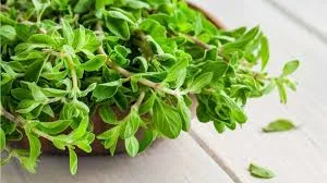 Marjoram - Image 2