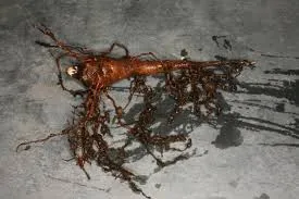 Monkshood Root - Image 2