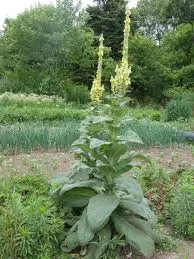 Mullein Leaves - Image 2