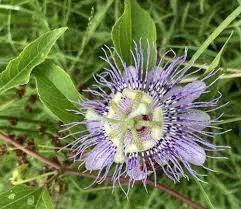 Passion Flower