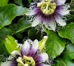 Passion Flower - Image 2
