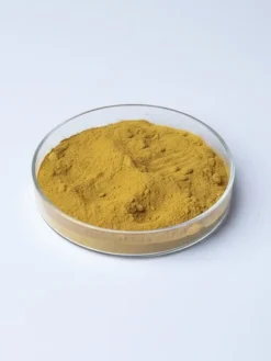 Echinacea Extract Powder