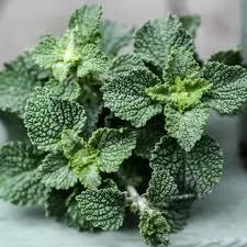 Horehound Powder - Image 2
