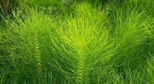Horsetail Herbs - Image 3