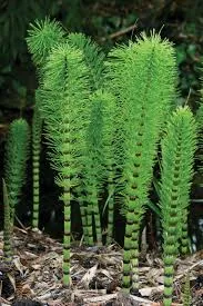 Horsetail Herbs - Image 2