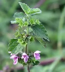 Horehound Powder