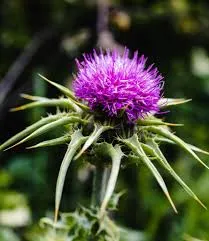 Milk Thistle Extract Smooth Powder - Image 3